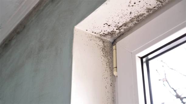 Mold Remediation for Rental Properties in Kingston, OK