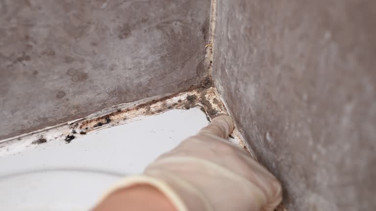 Best Mold Damage Restoration  in Kingston, OK